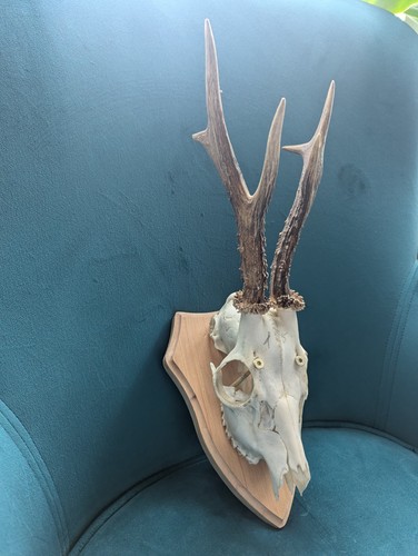 Roe deer skull - skull,