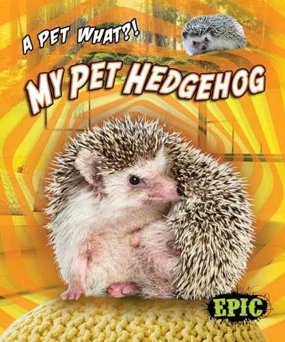 Pet hedgehog - hedgehog, (pet