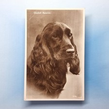 Cocker Spaniel Postcard 1938 Real Photo Dog Portrait Of Faithful Gun Sport
