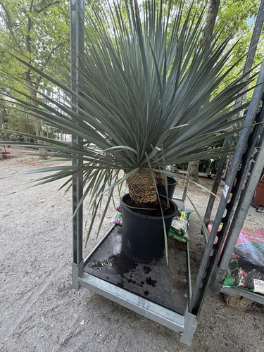 Perennial plant beaked yucca - plant,,