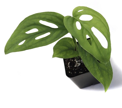 Monstera adansonii swiss - monstera,
