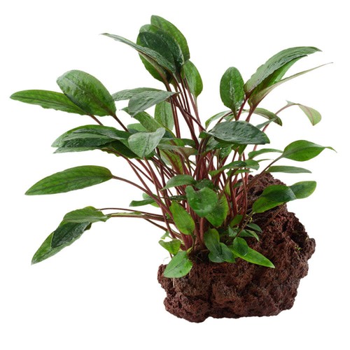 Tropica cryptocoryne beckettii - cryptocoryne,