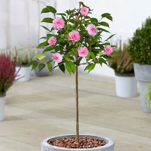 Camellia spring festival tree - festival,