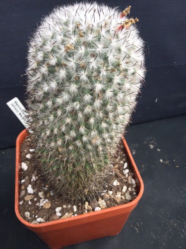 Mature mammillaria rhodantha - mature,