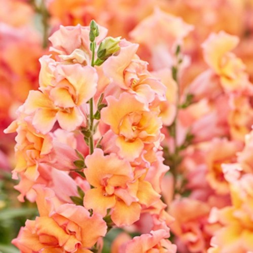 Pick mix snapdragon - pick, premium