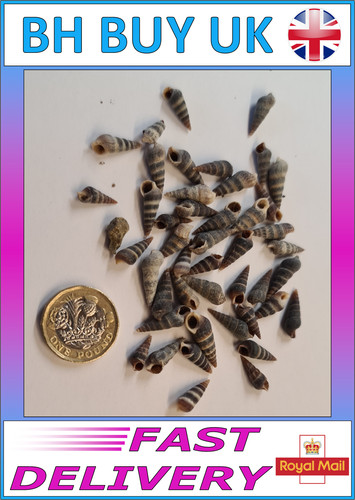 10g small shells marine - 10g,