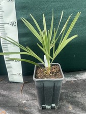 Trachycarpus nanus x