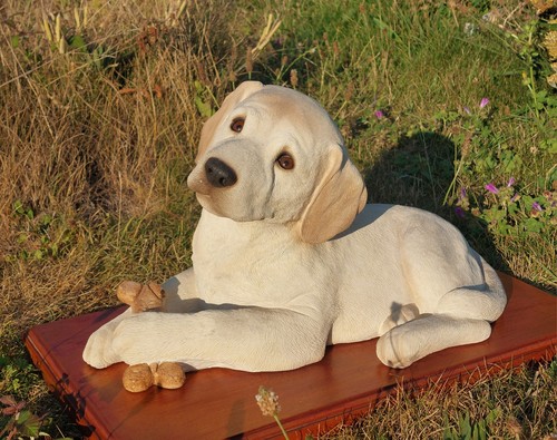 Rare sandicast labrador puppy - rare,