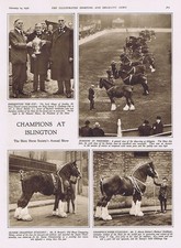 ISLINGTON The Shire Horse