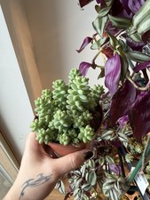Sedum Burrito Donkey Tail