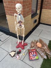 How Your Body Works Billie Bones 1-62 Human Skeleton Model + Stand