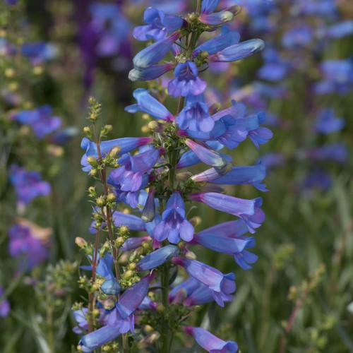 Blue penstemon plant - blue,