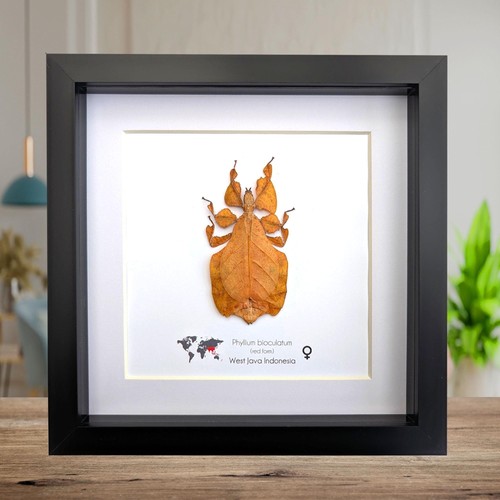 Framed red leaf - , insect