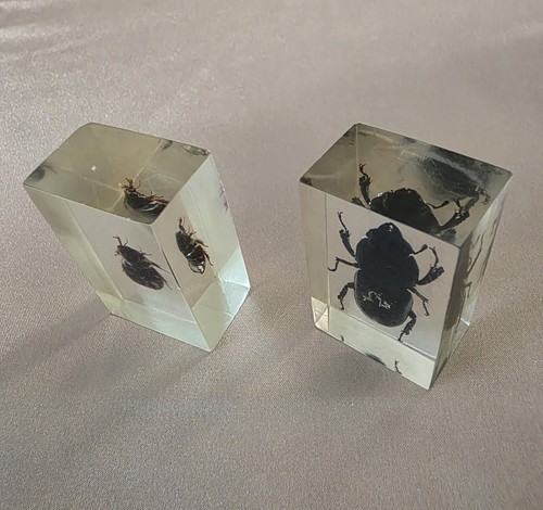 Acrylic insect bug species - 2,