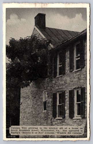 Winchester virginia catalpa - virginia,