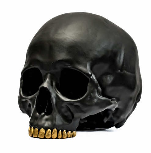 Human skull replica - human,