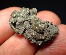 Pyrite multi-ammonite fossil (27 mm) Crucilobiceras Charmouth Jurassic Coast UK