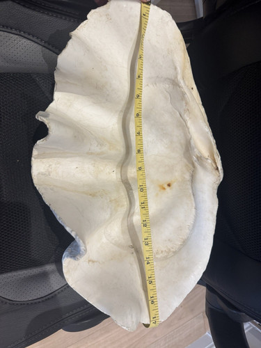 Large natural unpolished clam - large,