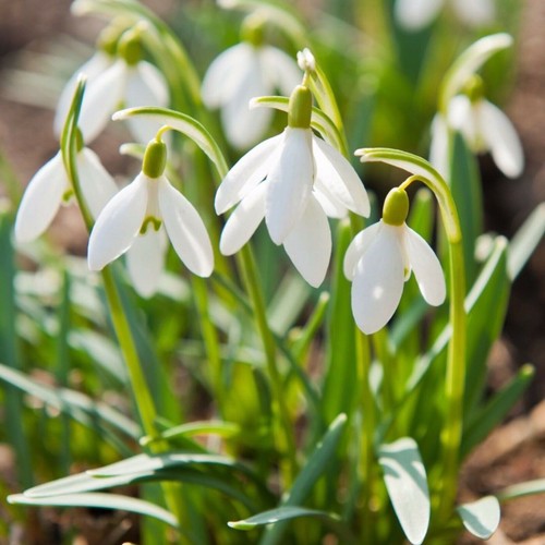 Snowdrops galanthus mix - snowdrops,