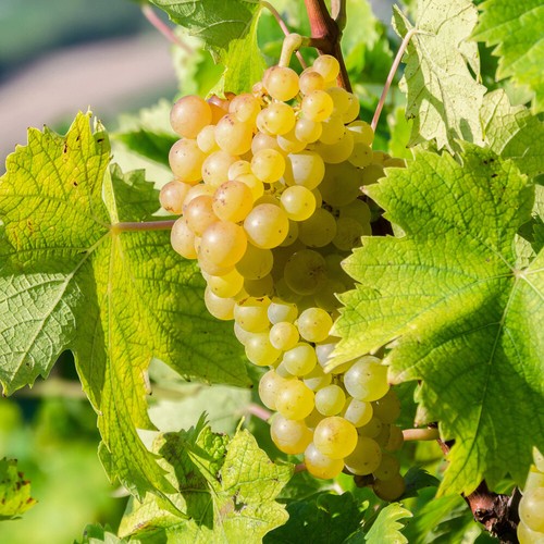 Fruit plant grape vine white - plant,,