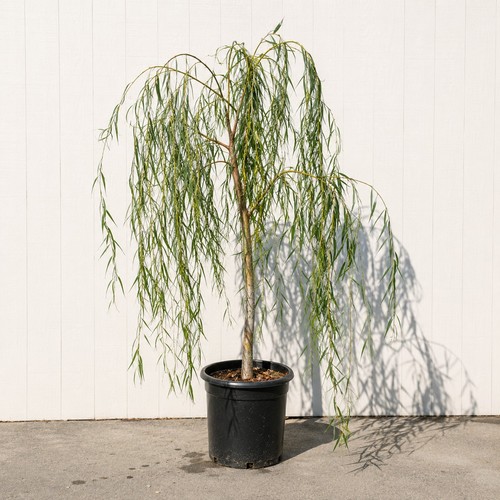 3ft tall golden weeping willow - tall,
