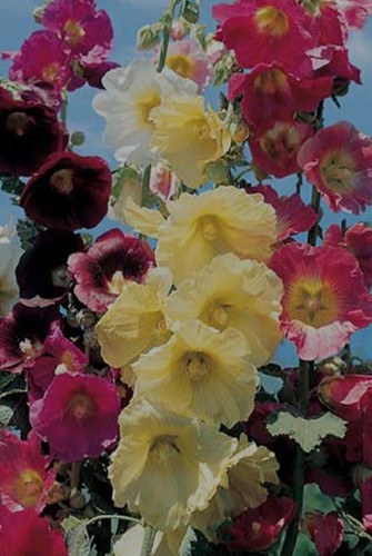 Hollyhocks mix organic seeds - organic,