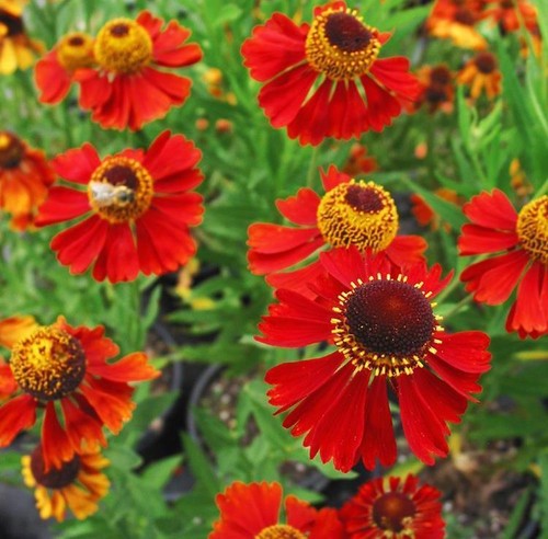 Helenium autumnale red gold - red,