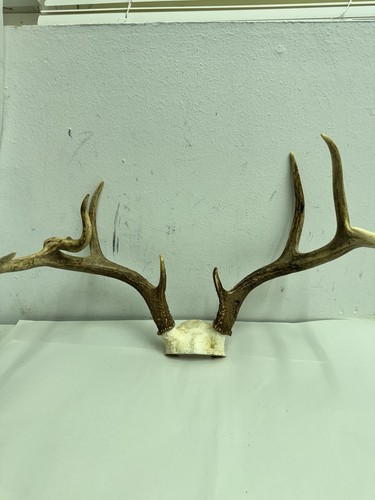 Point whitetail deer antler - 8,