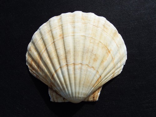 Extra large scallop - scallop, shells