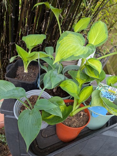 Hosta funky mix - , 1