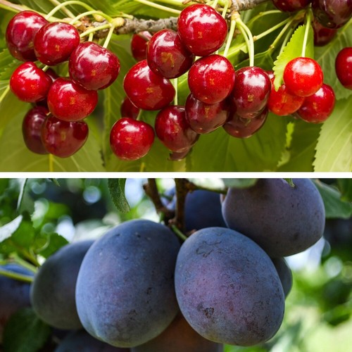 Dwarf plum and - dwarf, tree