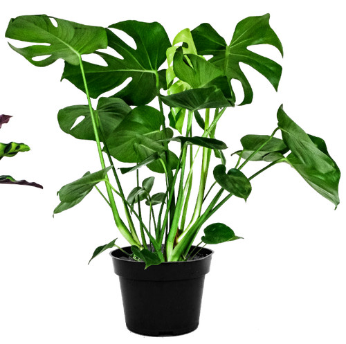 Monstera swiss cheese soil - swiss,