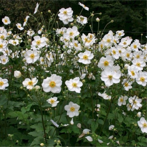Anemone plant whirlwind - 2,
