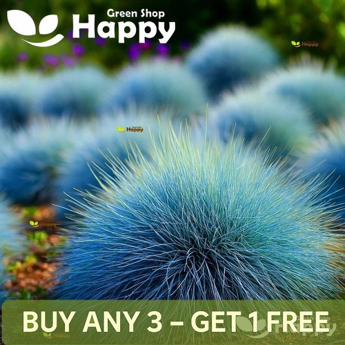Blue fescue festuca glauca - blue,