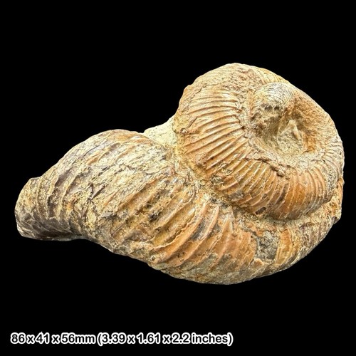 Rare eubostrychoceras - rare,