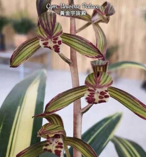 Cymbidium universe palace - cymbidium,