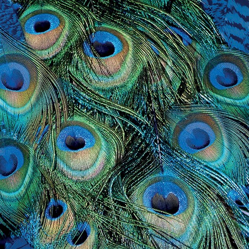 Peacock feather paper - feather, napkins