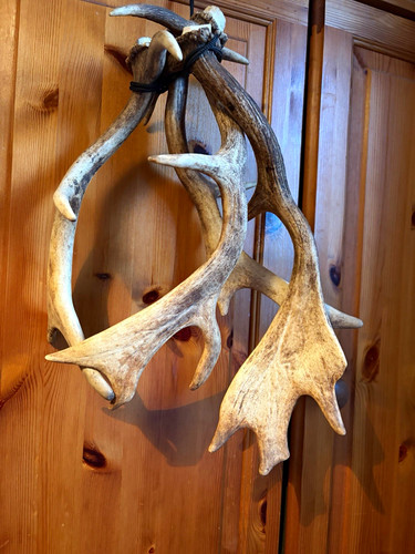 Deer antlers four fallow - antlers, x