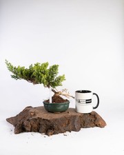 Juniper Bonsai Tree –