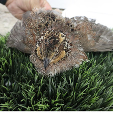Georgia Giant Quail Hatching