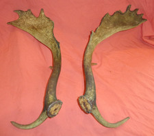 Taxidermy Large Pair of Fallow