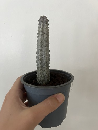 Euphorbia abdelkuri rare - euphorbia,