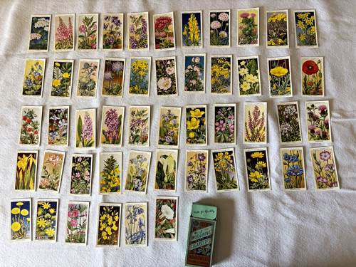 Wills woodbine wild flowers - woodbine,
