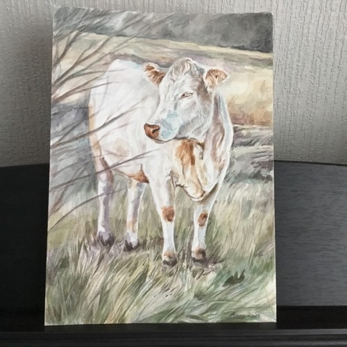 Original white cow watercolour - original,