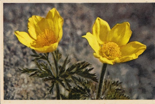 Da81 vintage postcard flowers - postcard,