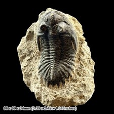 Hollardops mesocristata Fossil