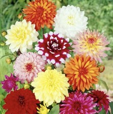 4 x MIXED DECORATIVE DAHLIA