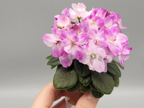 Micro miniature african - micro-miniature,