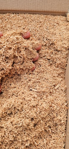 1kg oak sawdust saw - 1kg,