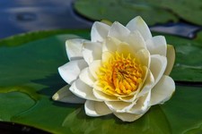 10 WHITE WATER LILY Pad